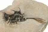 Spiny Trident Walliserops Trilobite - Foum Zguid, Morocco #344464-2